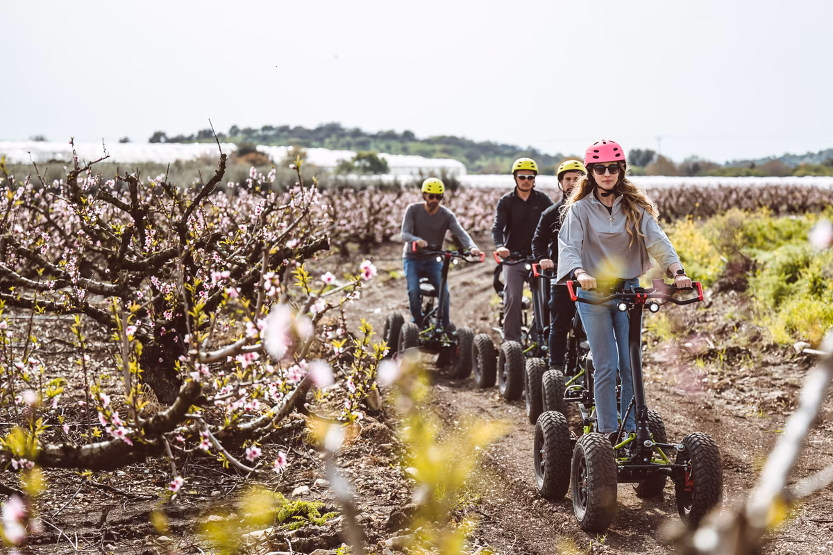Helmeted riders following a path between flowering orchard rows