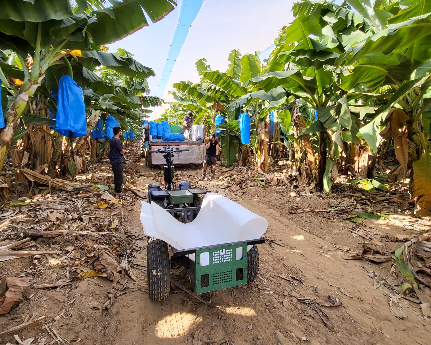 View along a banana plantation path with an E-Cart in the foreground