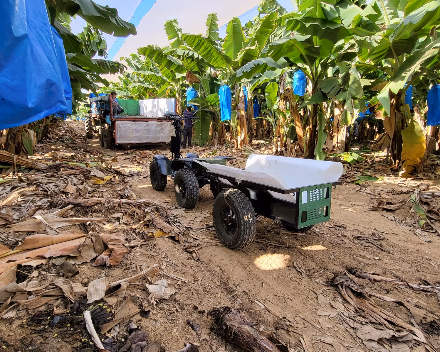 EZ Raider and E-Cart parked between rows of banana plants