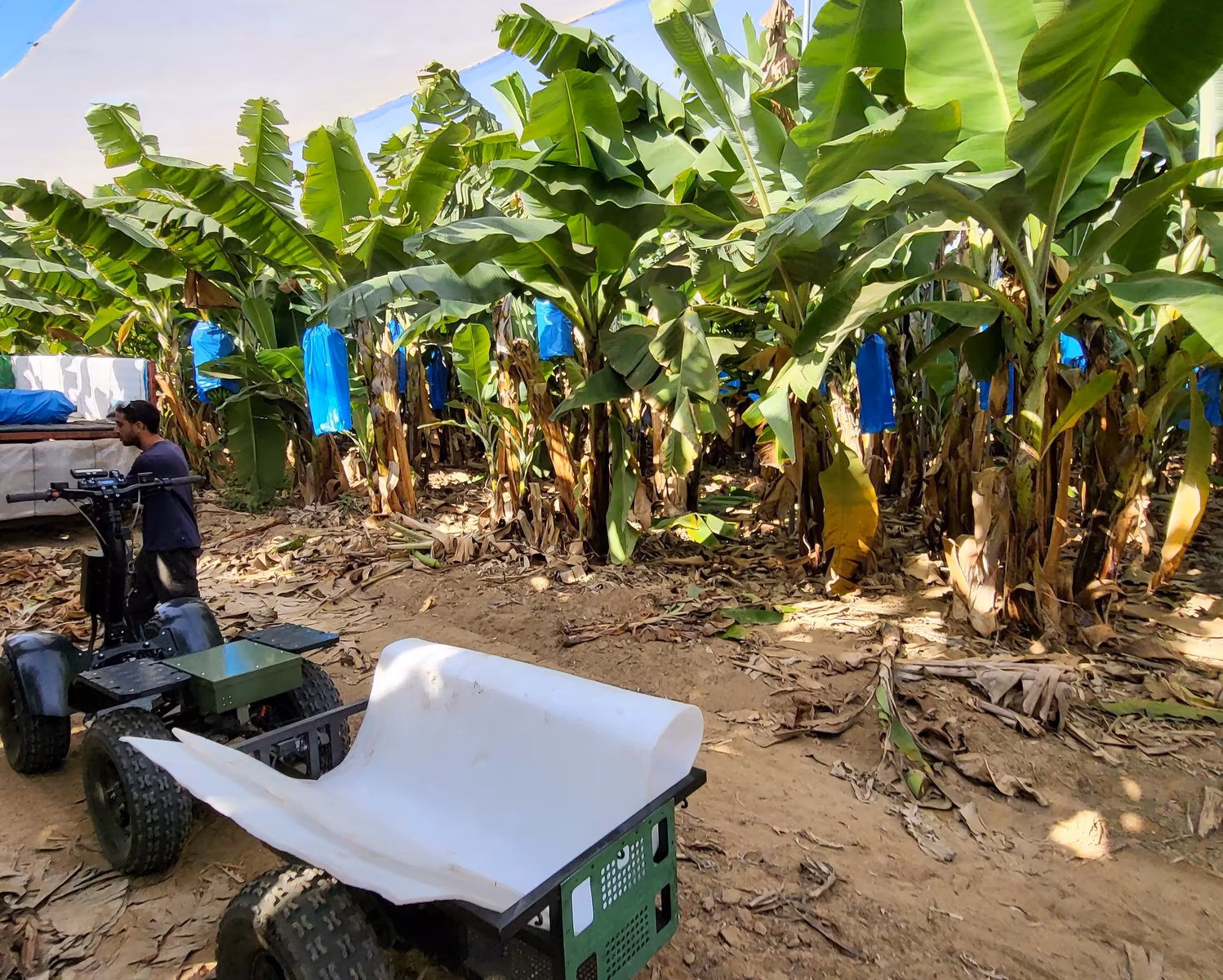 E-Cart and EZ Raider on a leaf-covered path in a banana plantation